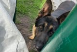 Ujali se i zraněných psů. Poslední obyvatelé vesnice u bojové linie na Ukrajině pečují o opuštěné mazlíčky