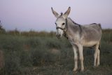 Osli nejsou hloupá zvířata. Máme o nich stereotypní představy, jsou stejní jako koně, ukazují výzkumy