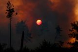 Třetím dnem bojují hasiči s lesním požárem v Sasku, oheň nemají pod kontrolou. Kouř zasáhl i Česko